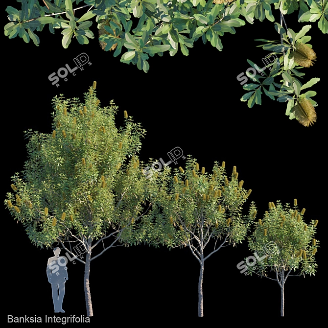 Evergreen Banksia Integrifolia: Perfect Addition to your Garden! 3D model image 1