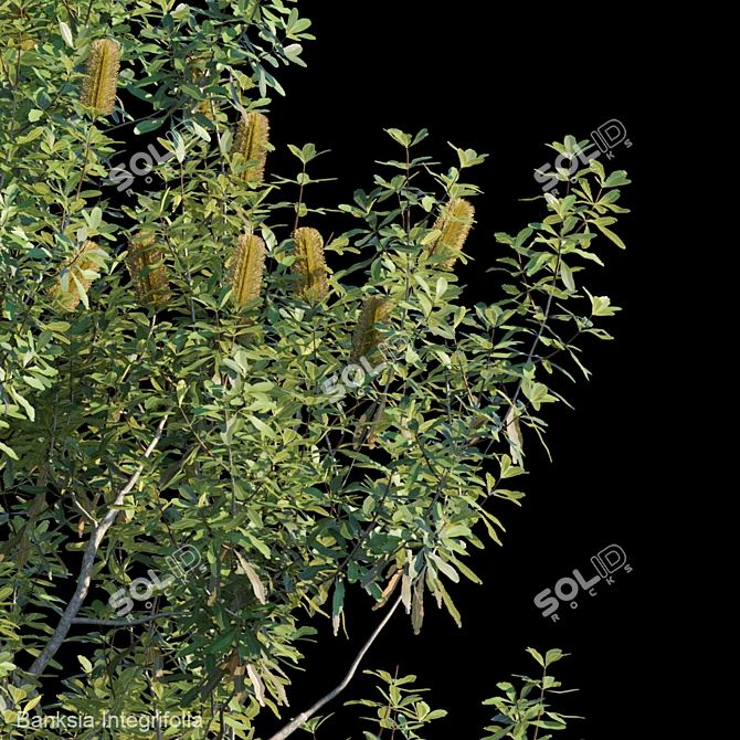 Evergreen Banksia Integrifolia: Perfect Addition to your Garden! 3D model image 2