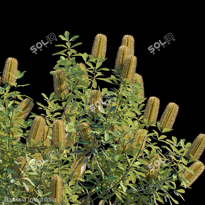 Evergreen Banksia Integrifolia: Perfect Addition to your Garden! 3D model image 3