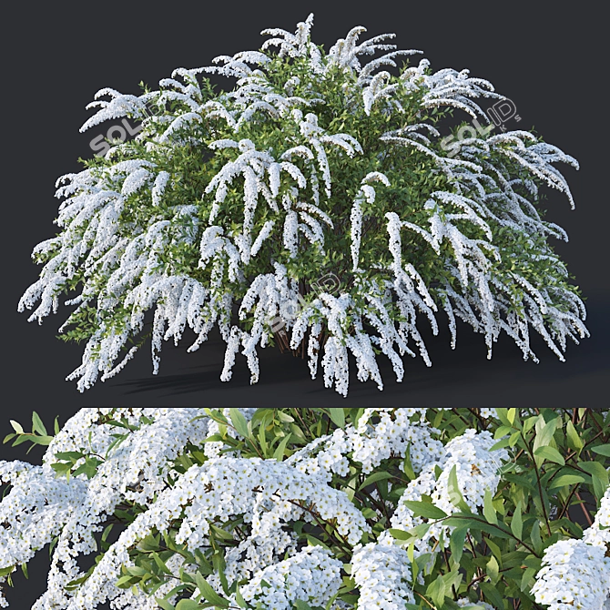 Graceful Grefsheim Spirea: Height 140cm 3D model image 1