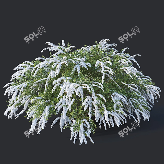 Graceful Grefsheim Spirea: Height 140cm 3D model image 2