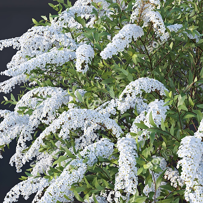 Graceful Grefsheim Spirea: Height 140cm 3D model image 3