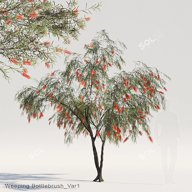 Weeping Bottlebrush Var1: Cascading Beauty 3D model image 1