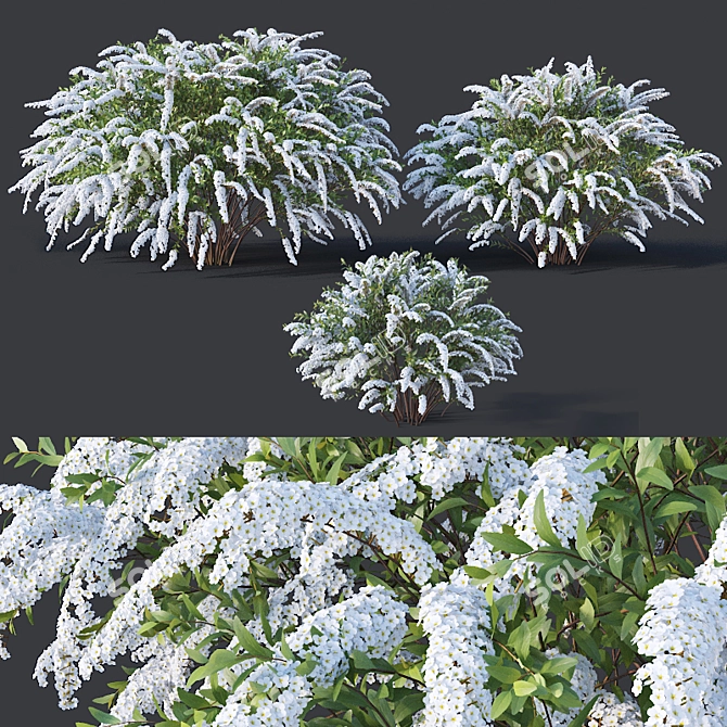 Grefsheim Spirea: Beautifully Detailed and Versatile 3D model image 1