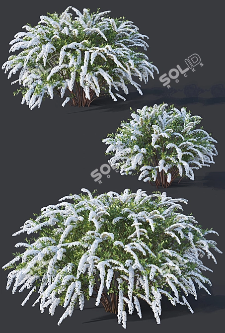 Grefsheim Spirea: Beautifully Detailed and Versatile 3D model image 2