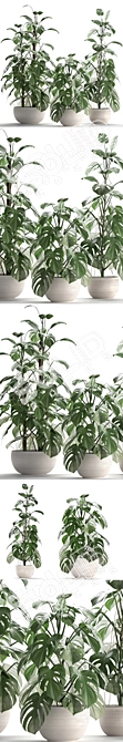 Exotic Monstera Plant in White Pot 3D model image 2