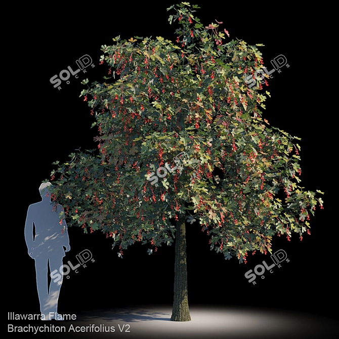 Evergreen Brachychiton Acerifolius V2 3D model image 1