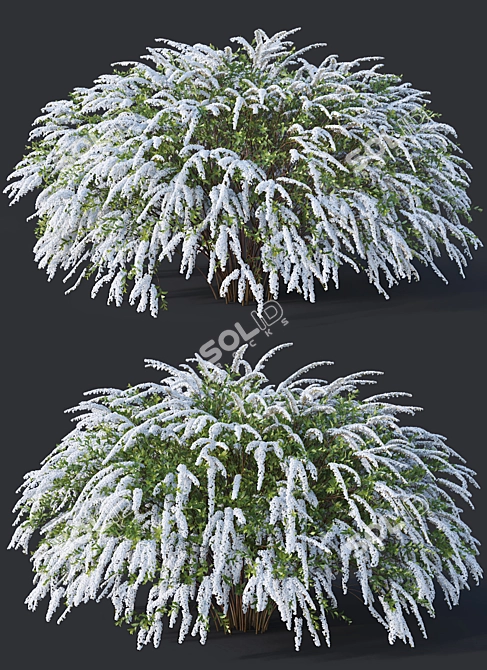 Grefsheim Spirea: Versatile & Stunning 3D model image 2