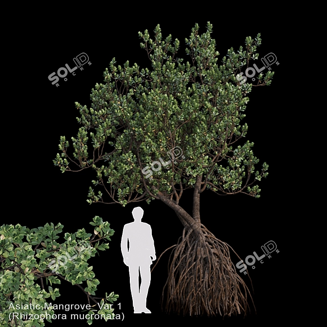 Asiatic Mangrove Var1: Coastal Beauty 3D model image 1