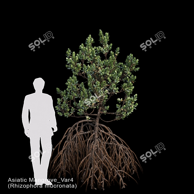 Asiatic Mangrove Var4 3D model image 1