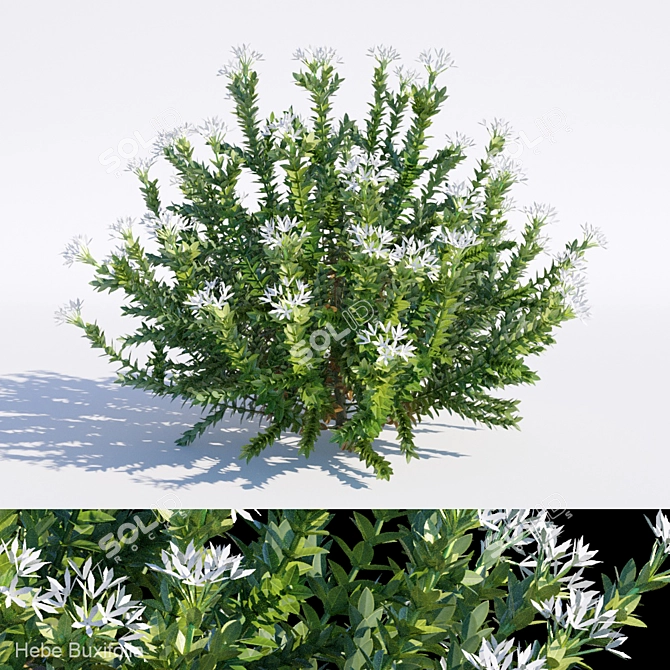 Evergreen Hebe Buxifolia Bush 3D model image 1