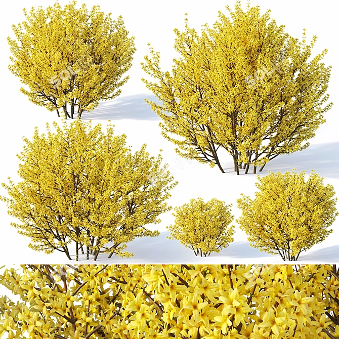 Lush Forsythia Bush Collection 3D model image 1