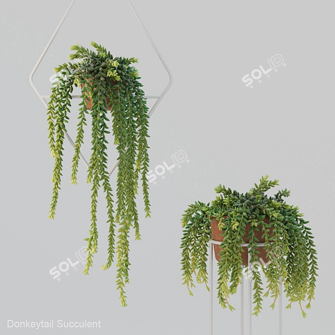 Donleytail: Hanging Burrostail Succulent 3D model image 1