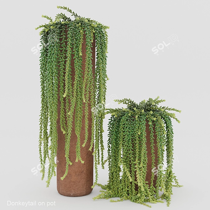 Stylish Donkeytail in Pot 3D model image 1