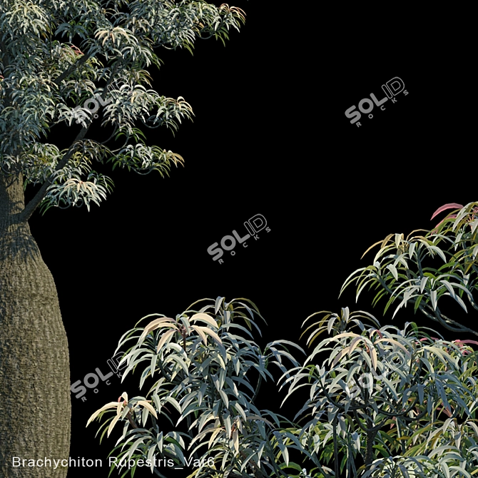 Brachychiton Rupestris: Striking Desert Beauty 3D model image 2