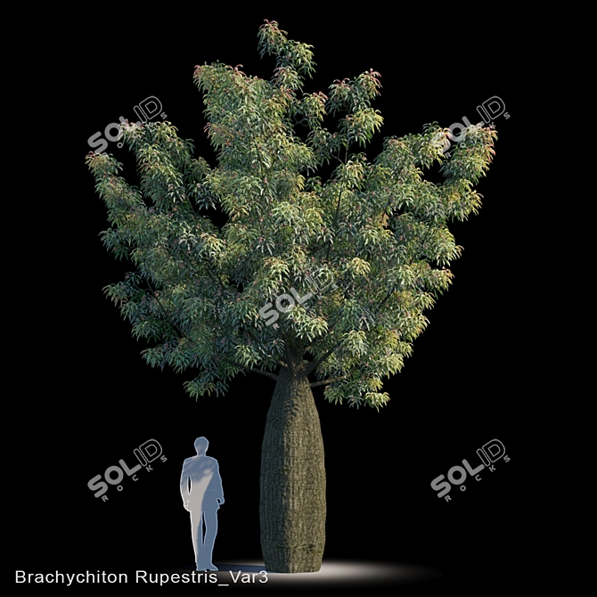 Drought-Resistant Brachychiton Tree 3D model image 1