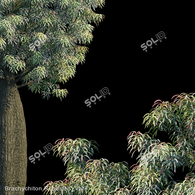 Drought-Resistant Brachychiton Tree 3D model image 2