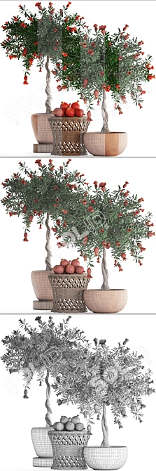 Blooming Pomegranate Tree with Fruits 3D model image 3