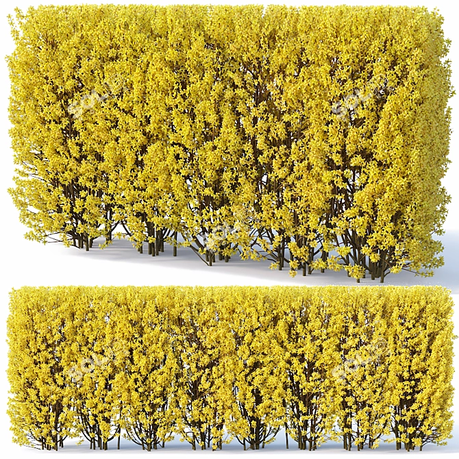 Versatile Forsythia Hedge: 180cm Height 3D model image 1