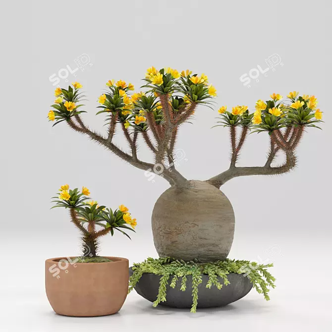 Exotic Pachypodium Pot: A Vibrant Delight! 3D model image 1