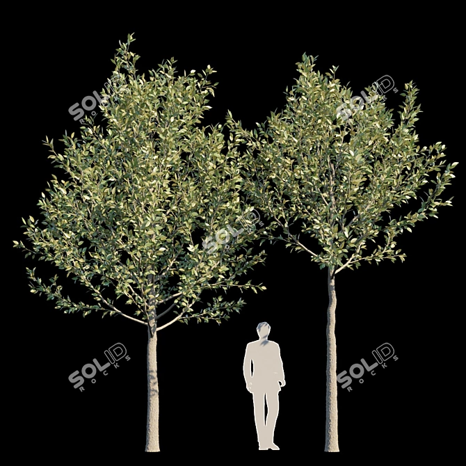 Urban Oasis: Street Tree 3 3D model image 1