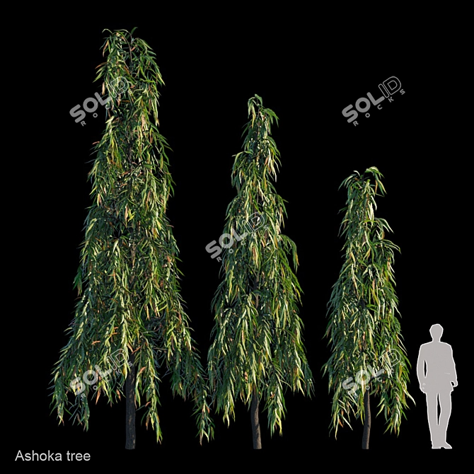 Elegant Polyalthia Longifolia Tree 3D model image 1