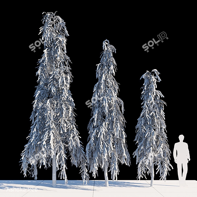 Elegant Polyalthia Longifolia Tree 3D model image 2