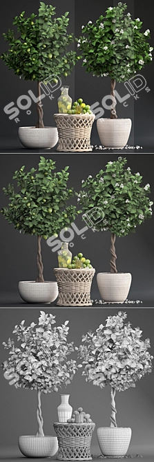 Fresh Citrus Lime Plant Collection 3D model image 3