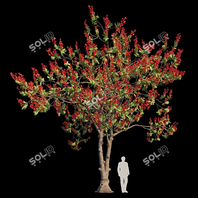 Flamboyant Delonix Regia Tree 3D model image 1