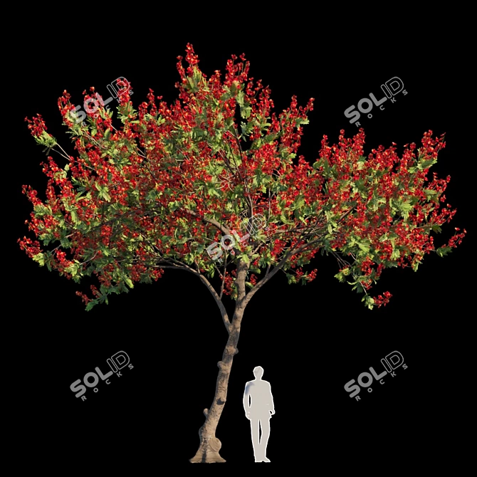 Regal Flamboyant Tree | Delonix Regia 3D model image 1