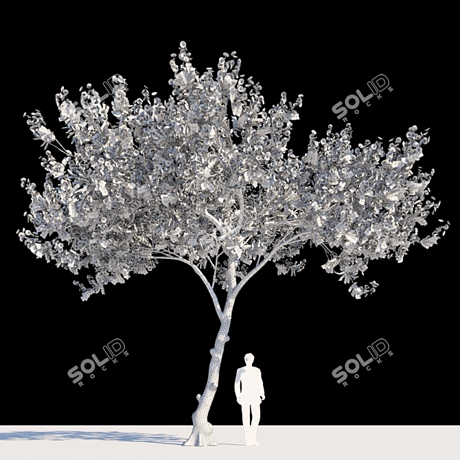 Regal Flamboyant Tree | Delonix Regia 3D model image 2