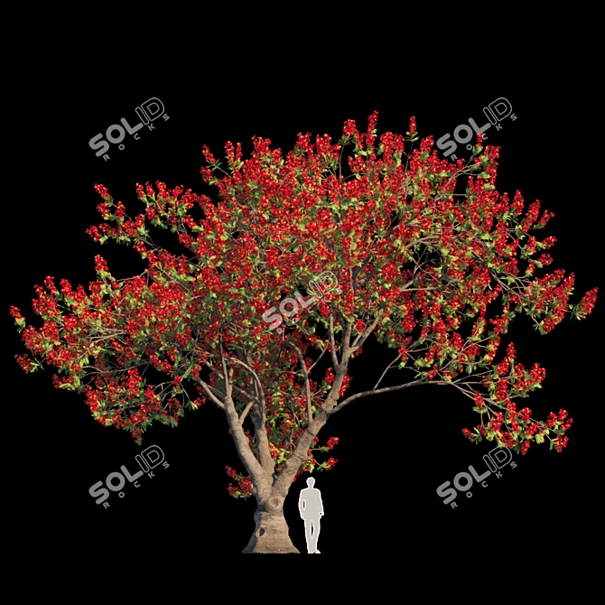 Exquisite Delonix Regia: Flamboyant Tree 3D model image 1