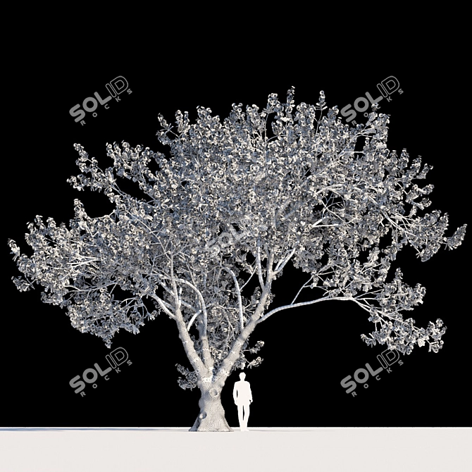 Exquisite Delonix Regia: Flamboyant Tree 3D model image 2