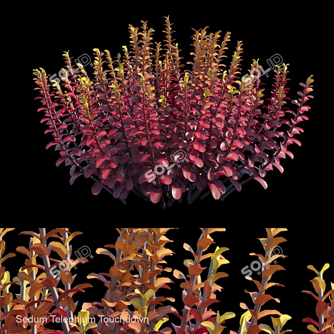 Sedum Touchdown: Vibrant Bush 3D model image 1
