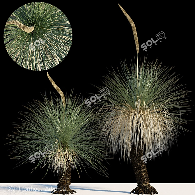 Elegant Xanthorrhoea arborea Tree 3D model image 1