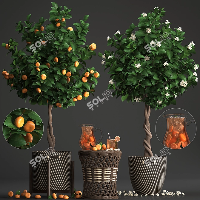 Mandarin Citrus Collection 3D model image 1