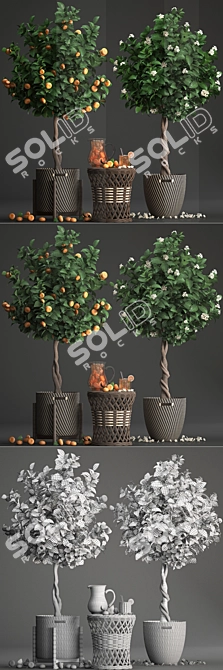 Mandarin Citrus Collection 3D model image 3