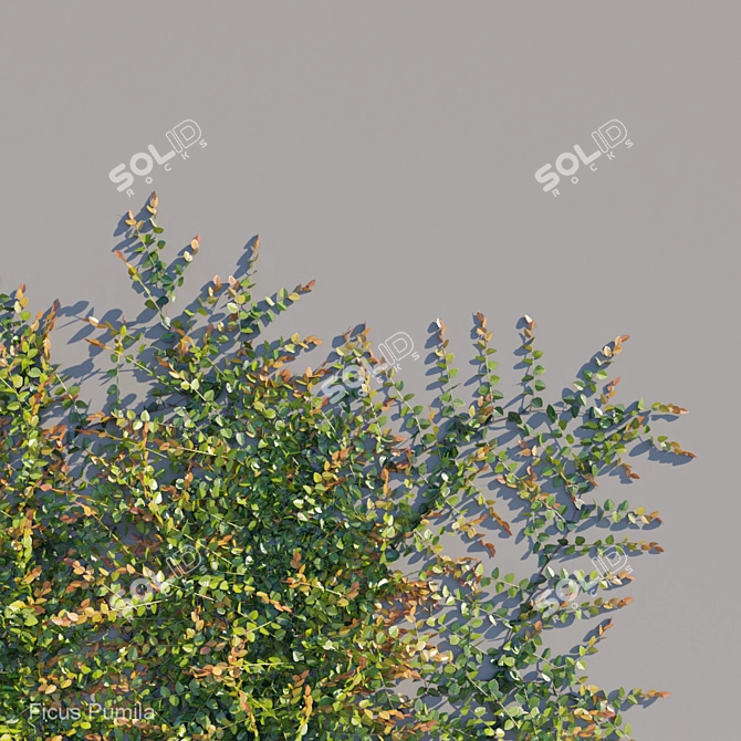 Versatile Ficus Pumila Climber: A Green Wonder! 3D model image 2