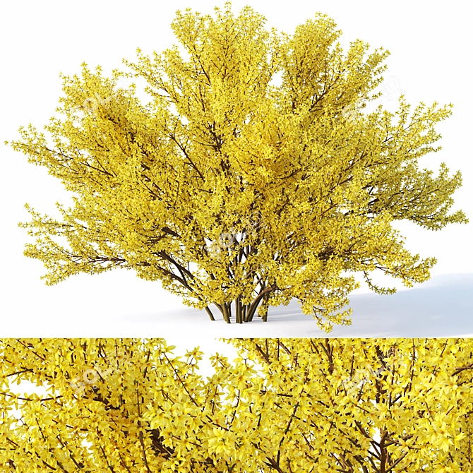 Full Bloom Forsythia Bush, 220-260cm 3D model image 1