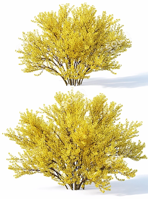 Full Bloom Forsythia Bush, 220-260cm 3D model image 2