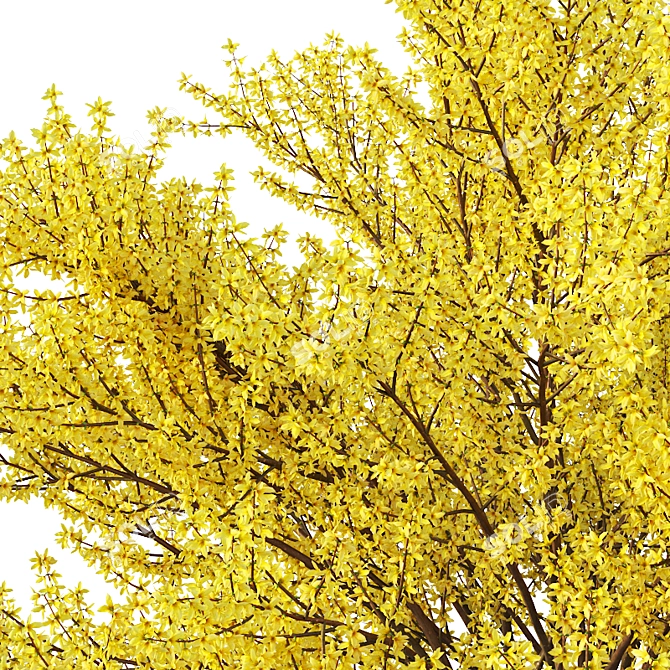 Full Bloom Forsythia Bush, 220-260cm 3D model image 3