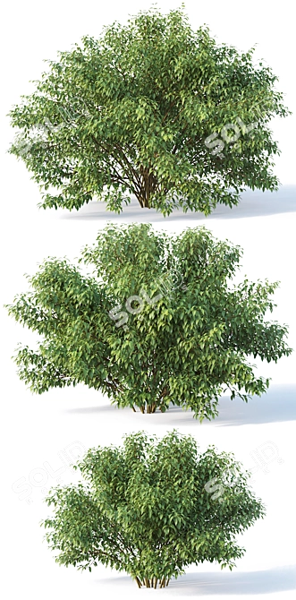 Vibrant Forsythia Bush Collection 3D model image 2