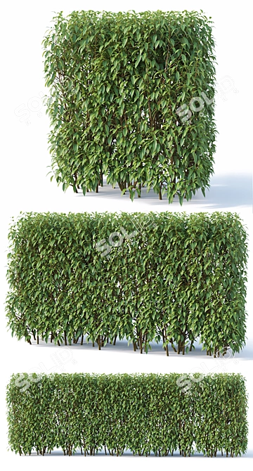 Forsythia Hedge Collection 3D model image 2