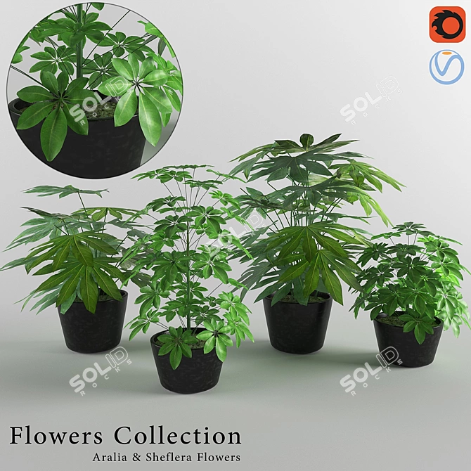 Designer Aralia and Sheflera Collection 3D model image 1