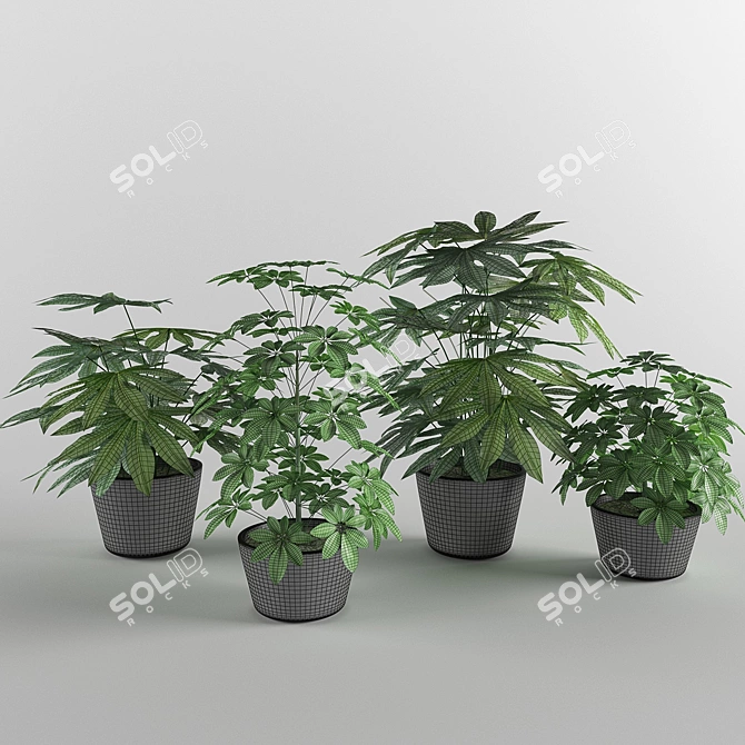 Designer Aralia and Sheflera Collection 3D model image 3