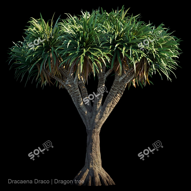 Majestic Draco Dragon Tree 3D model image 1