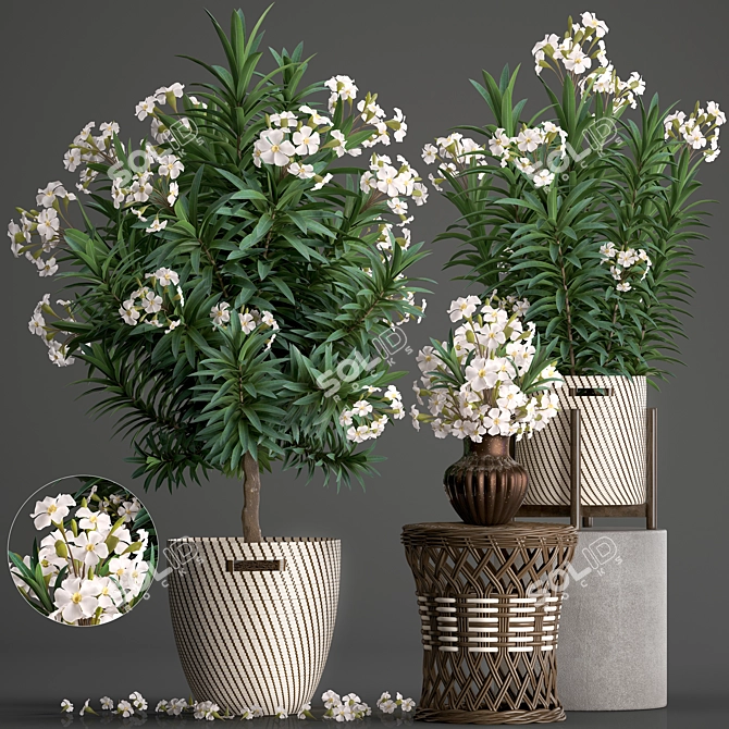 Exotic Plant Collection: Nerium Oleander 3D model image 1
