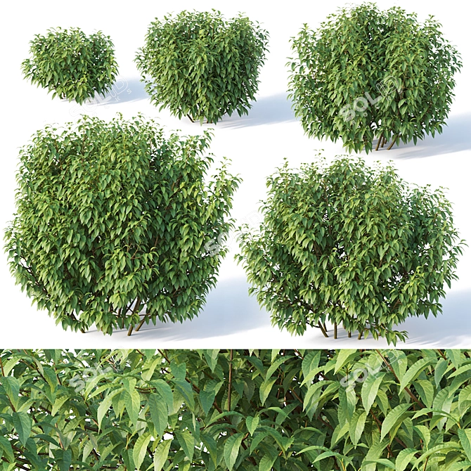 Forsythia Variety Pack: 5 Bushes 3D model image 1