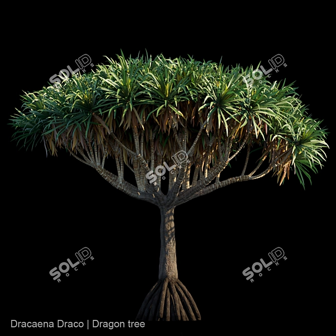 Majestic Dracaena Draco | Dragon Tree 3D model image 1