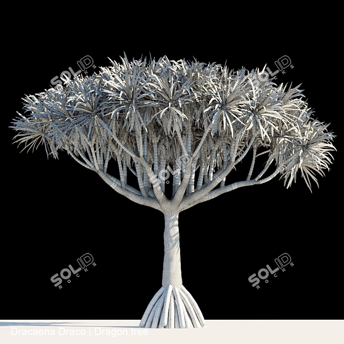 Majestic Dracaena Draco | Dragon Tree 3D model image 2